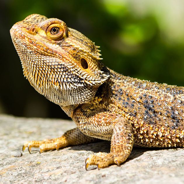 Bearded Dragon Care Guide